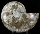 Beautiful Choffaticeras Ammonite - Half #29155-2